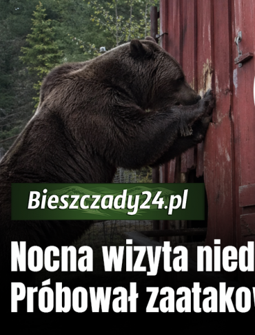 Nocna wizyta niedźwiedzia w Zatwarnicy. Dobierał się do kurnika [ZDJĘCIA]