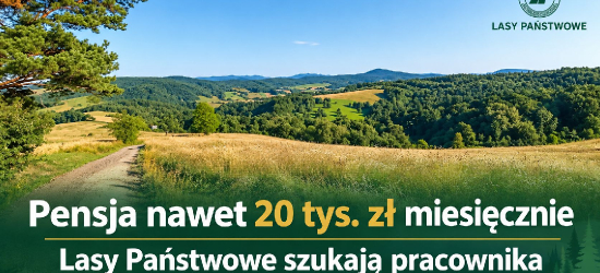 Pensja nawet 20 tys. zł miesięcznie. Lasy Państwowe szukają pracownika