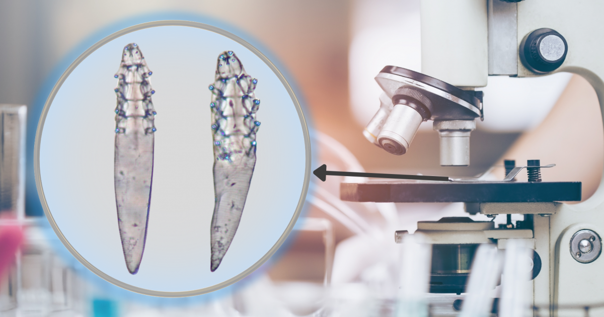 PZŁ angażuje się w badania naukowe. Efekt – odkrycie nowego gatunku pasożyta