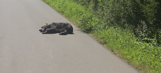 Polski Związek Łowiecki zabiera głos w sprawie martwego niedźwiedzia w Jaśliskach