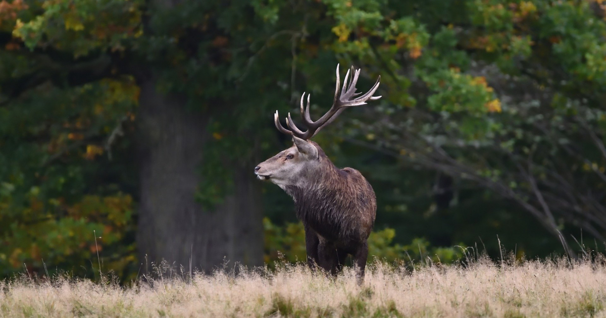 „Leśne złoto” na celowniku. Ruszył sezon na zrzuty [VIDEO]